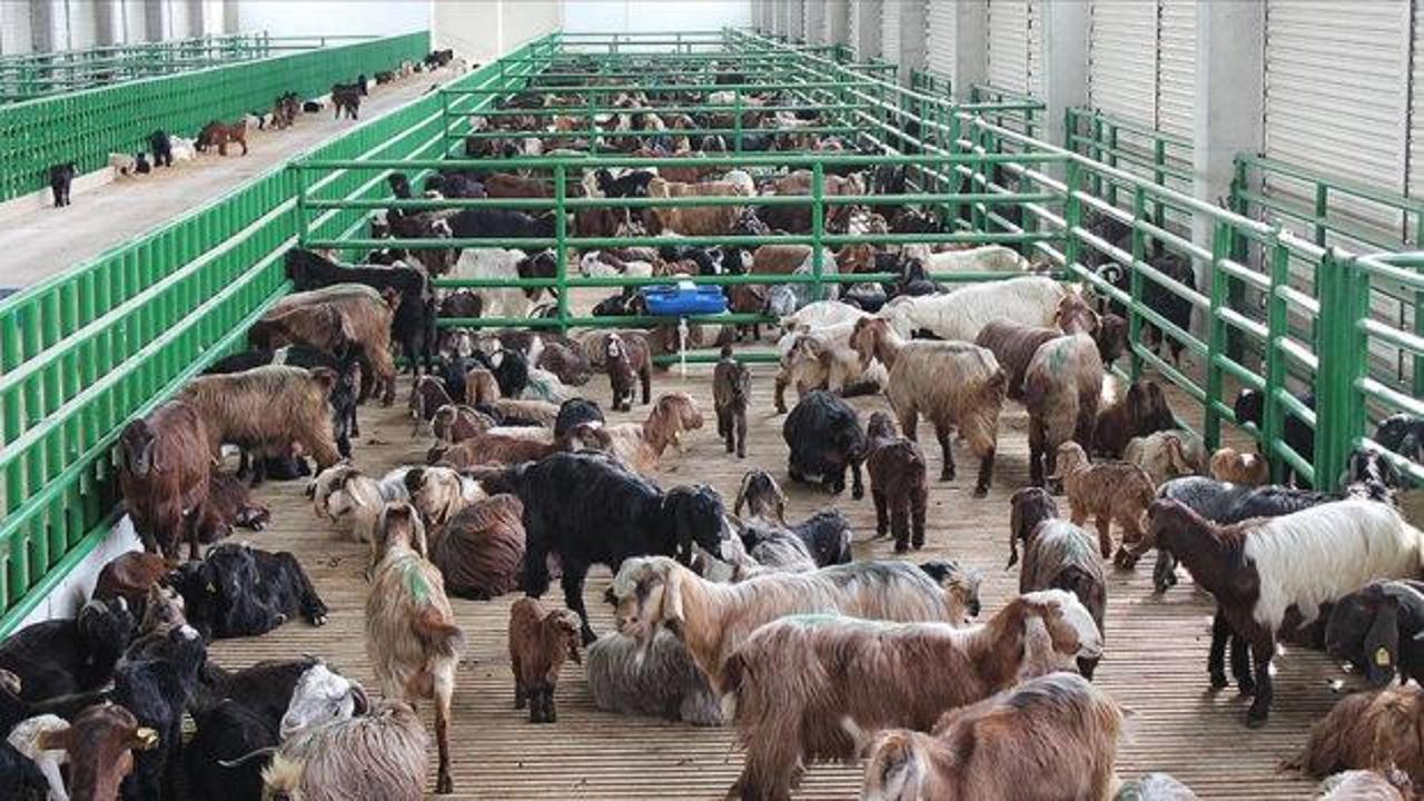 241 milyon euro hibe desteği! Ödeme takvimi ve kapsam belli oldu"