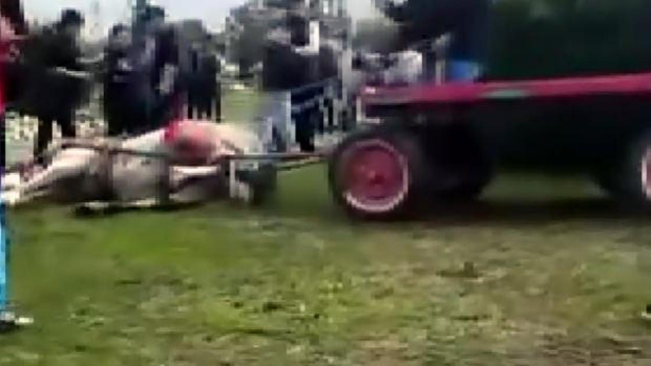 Ata eziyet görüntüleri izleyenin içini sıkıştırmıştı: İşte şüphelilere verilen ceza