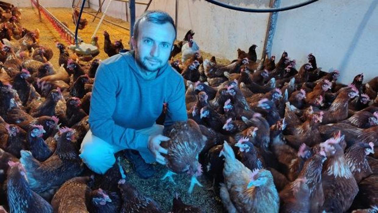 Şehirde kirasını ödeyemezken, köyünde patron oldu! Tavuklar resmen 'nakit' yumurtluyor
