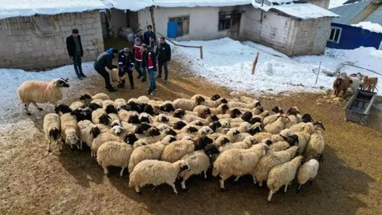 Van'da küçükbaş hayvancılık devlet desteğiyle artıyor