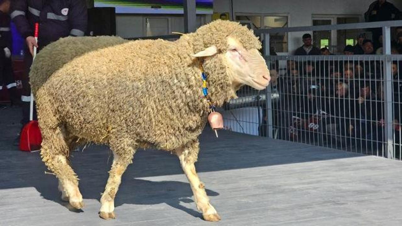 Damızlık ko&ccedil;un fiyatını duyan kulaklarına inanamadı! Sıfır araba daha ucuz 