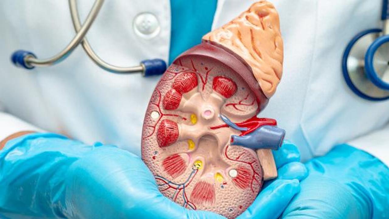 Her 400 kişide bir görülüyor, belirti vermeden ilerliyor! Uzmanlardan böbrek uyarısı