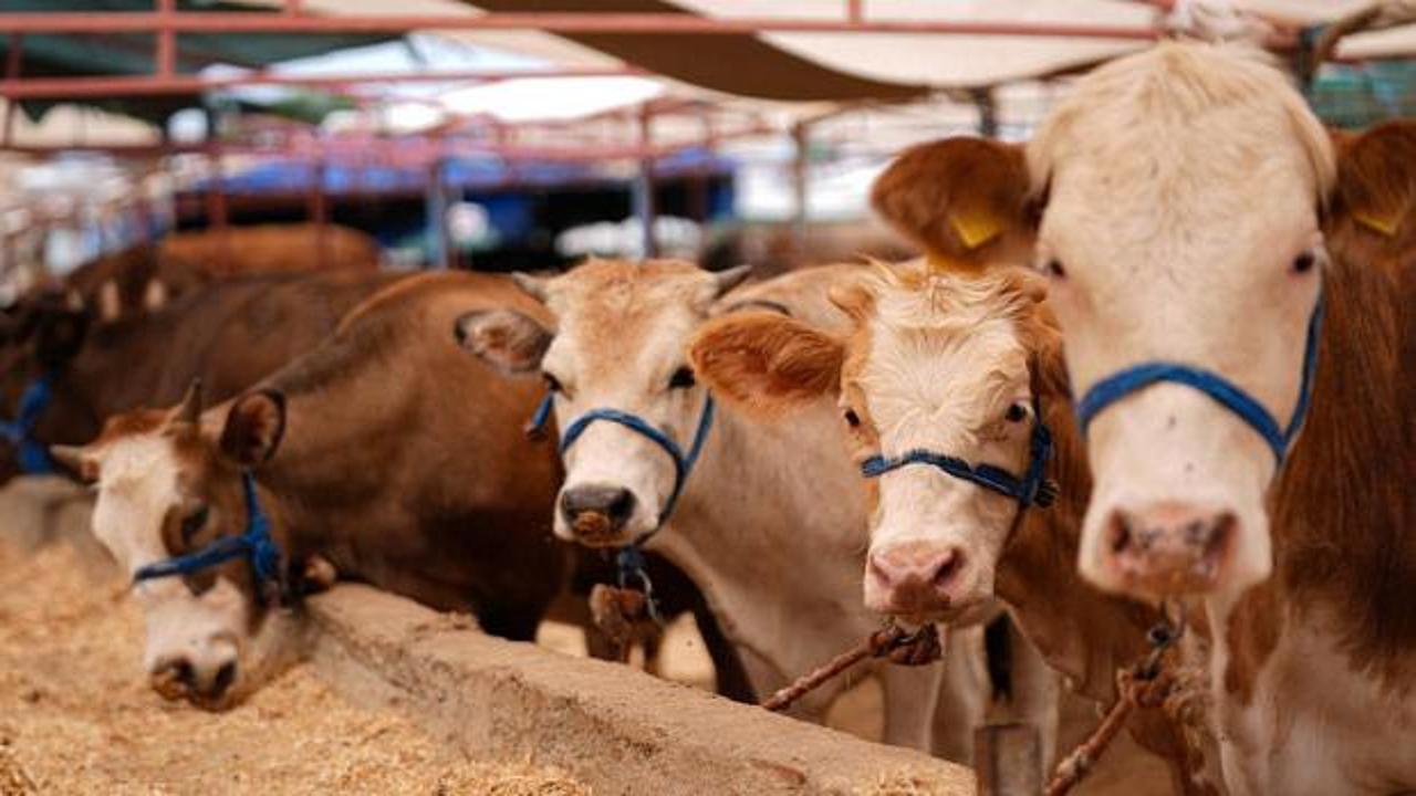 Kurbanlık fiyatları 2026 | Büyükbaş ve küçükbaş kg fiyatı