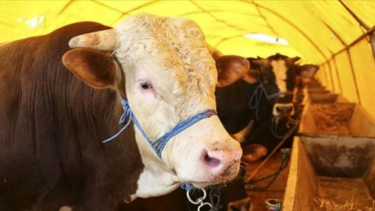 Kurbanlık pazarlıkları başladı: Fiyatlardaki yükseliş dikkat çekti