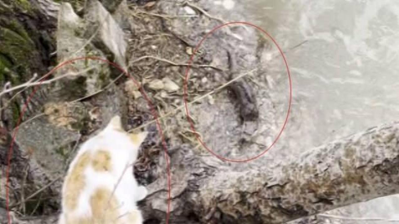 Tunceli'de kedi ile su samurunun neşeli saklambaç oyunu kameraya yansıdı