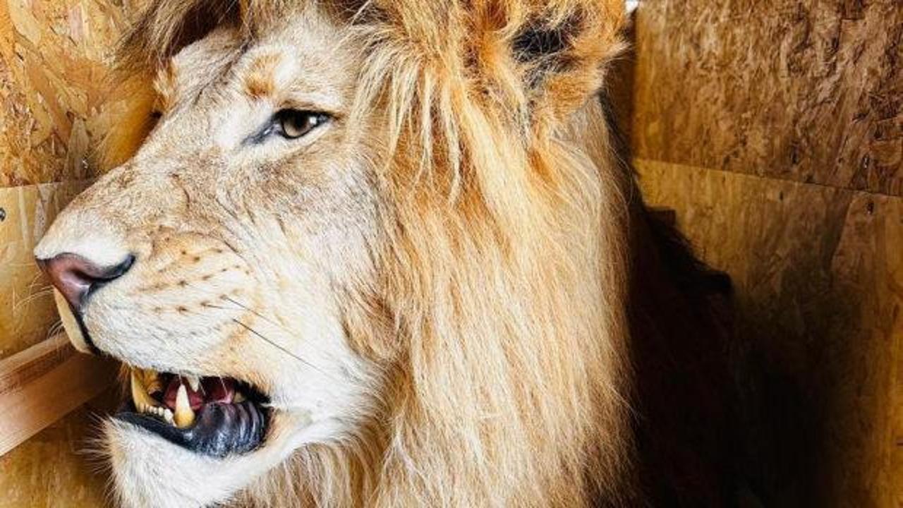 Trabzon Limanı'nda  ele ge&ccedil;irildi: Tam 19 tane 