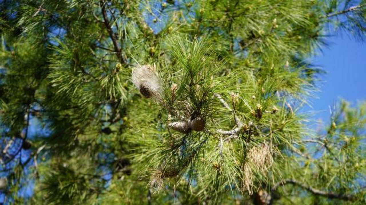 T&uuml;rkiye'nin yeni baş belası! Sakın dokunmayın: Sessiz tehlikeye karşı uzman isim uyardı