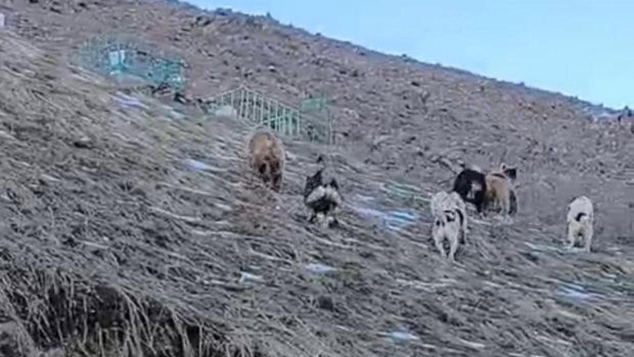 Yer: Hakkari! Çoban köpekleri ayıları kovaladı: İlginç anlar anbean kamerada