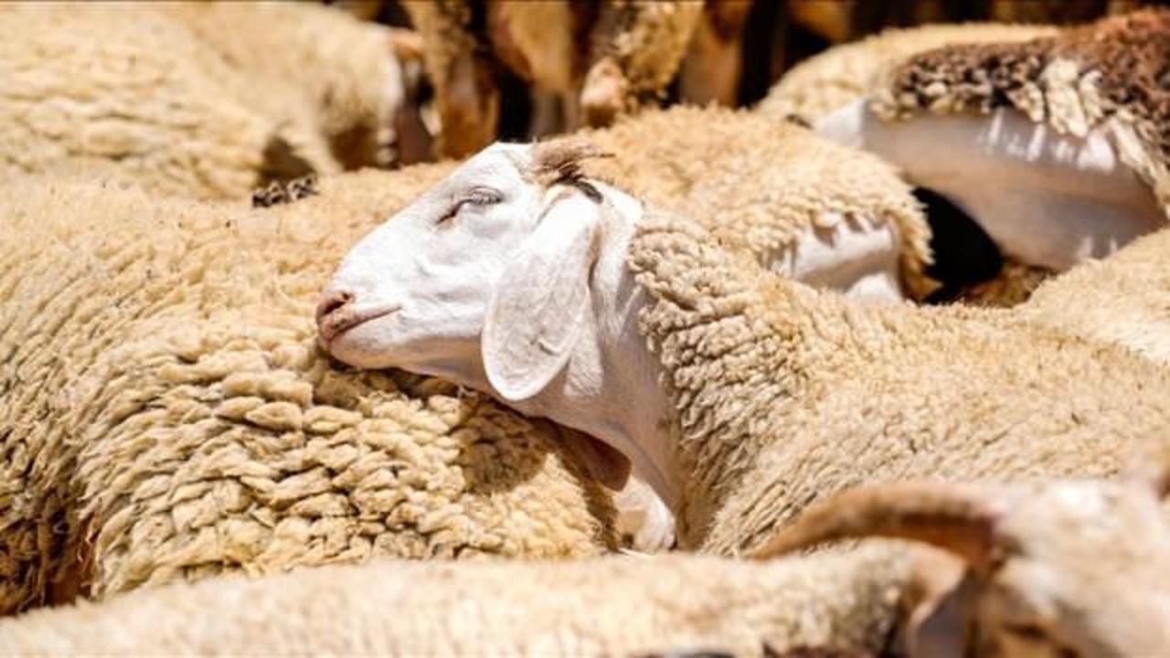 150 bin k&uuml;&ccedil;&uuml;kbaş dağıtılacak! İşte başvuru s&uuml;reci