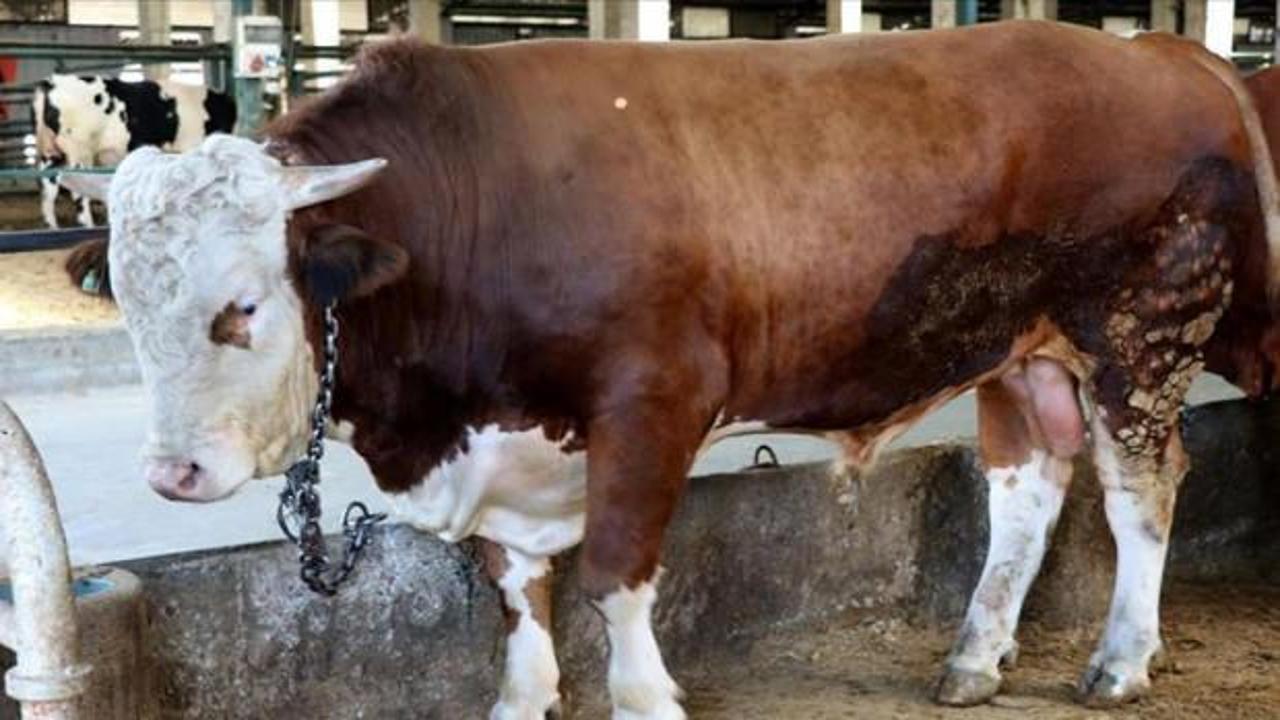 B&uuml;y&uuml;kbaş ve k&uuml;&ccedil;&uuml;kbaş piyasası belli oldu: İşte 2026 kurbanlık fiyatları