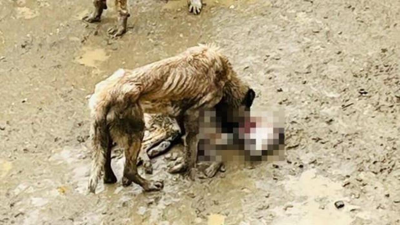 Bilecik'te izleyenin içini sıkıştıran görüntü: Aç …