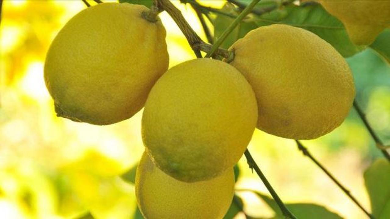 Bir dilim limon 25 lira! İşin suyunu çıkardılar