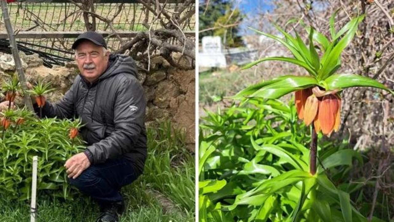 Güzelliğiyle büyülüyor ama dokunması bile yasak! Koparan 700 bin TL ödeyecek...