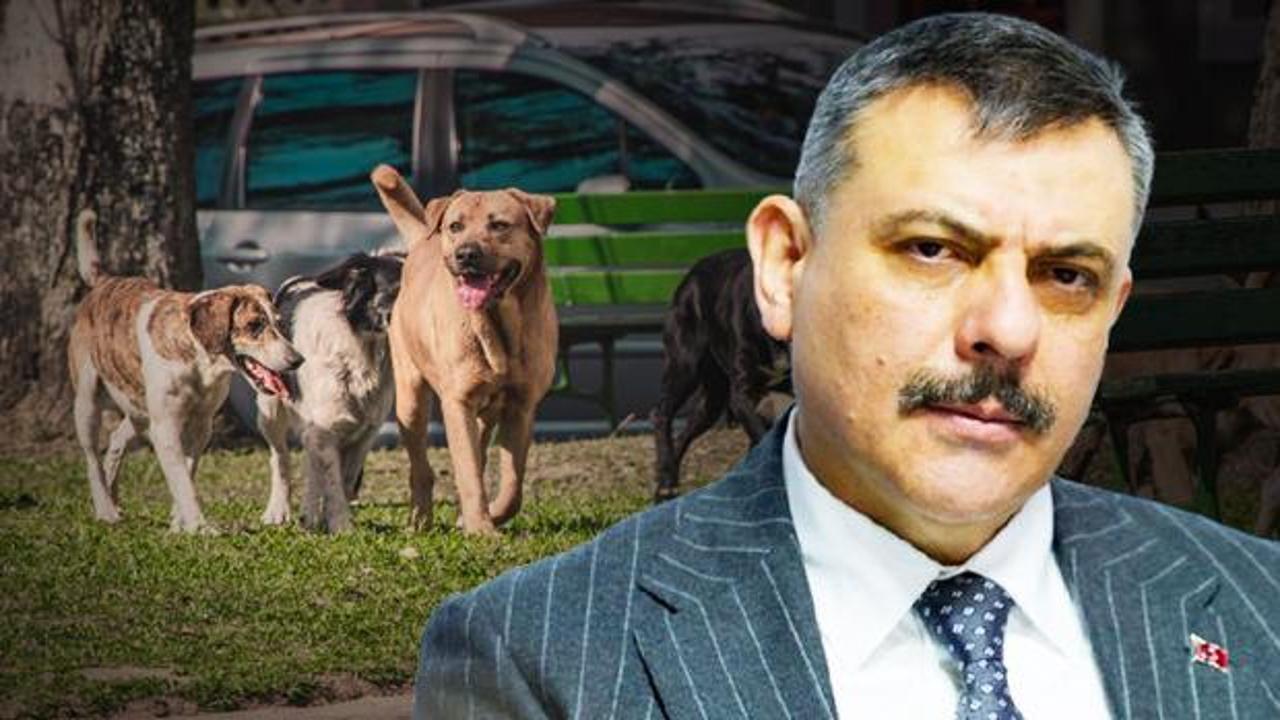 İçişleri Bakanı Çiftçi’den sokak hayvanları açıklaması