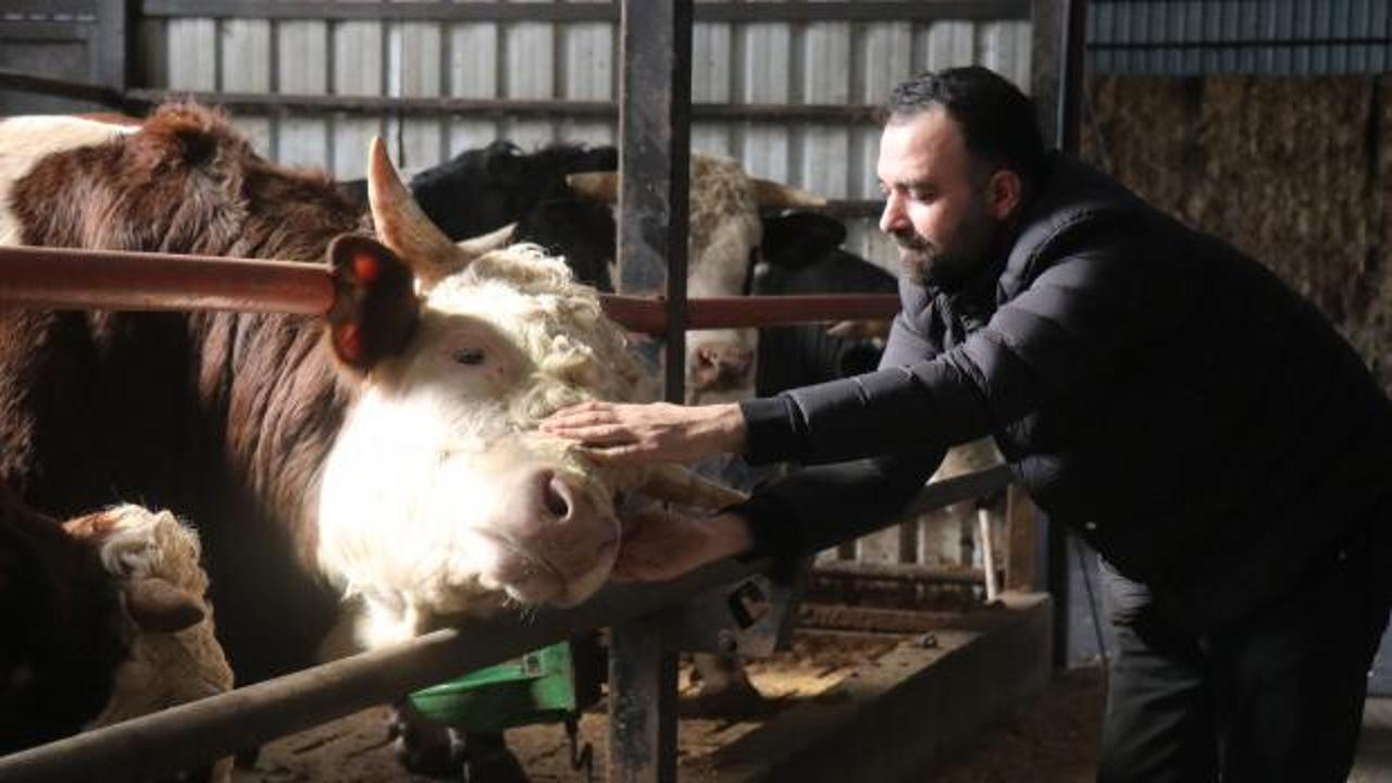 Kurbanlıkta erken rezervasyon d&ouml;nemi: &Ccedil;iftliklerde hareketlilik başladı