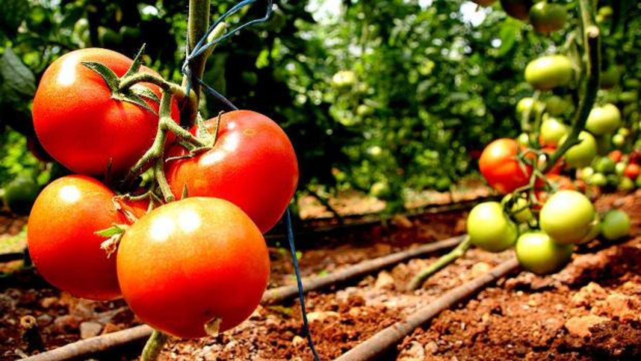 Tarlada "bedava" olan domatesin İstanbul'a girişi 20 TL!