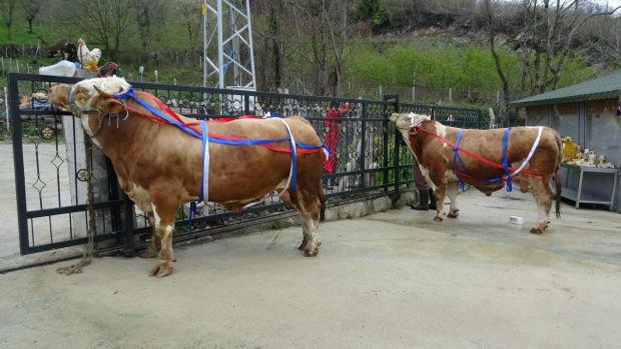 Kurbanlık satışında umre hediyesi! Tonluk 'Paşa' ve 'Poyraz'ı alan yaşadı 