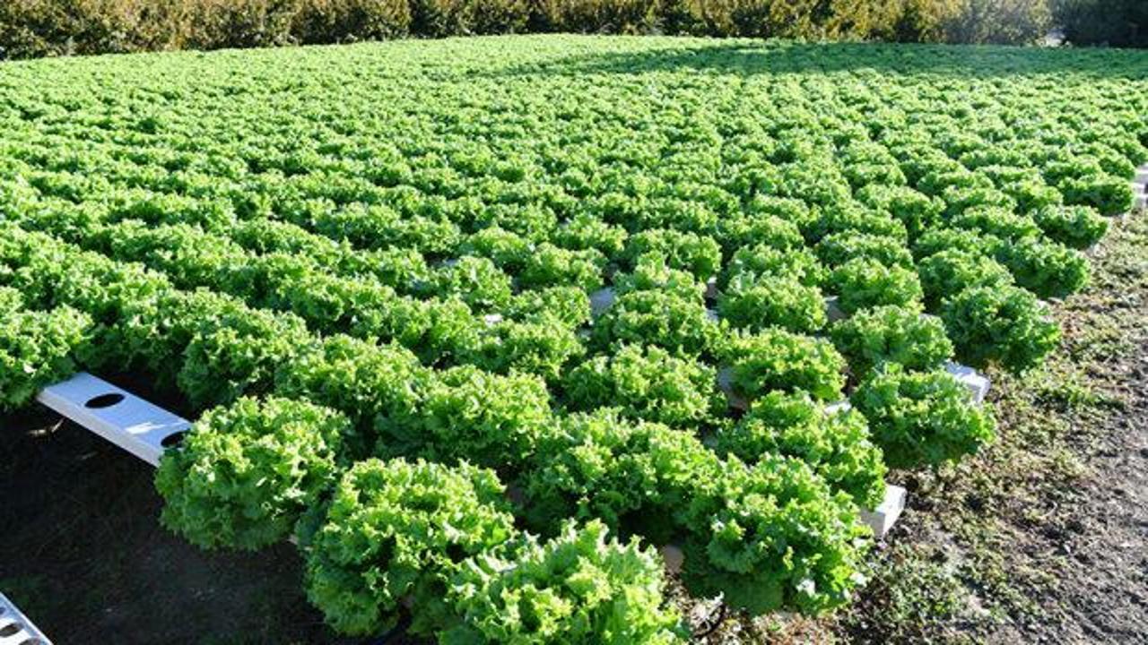 Samsun'da topraksız tarım y&ouml;ntemiyle yetiştirilen maydanozun hasadı yapıldı