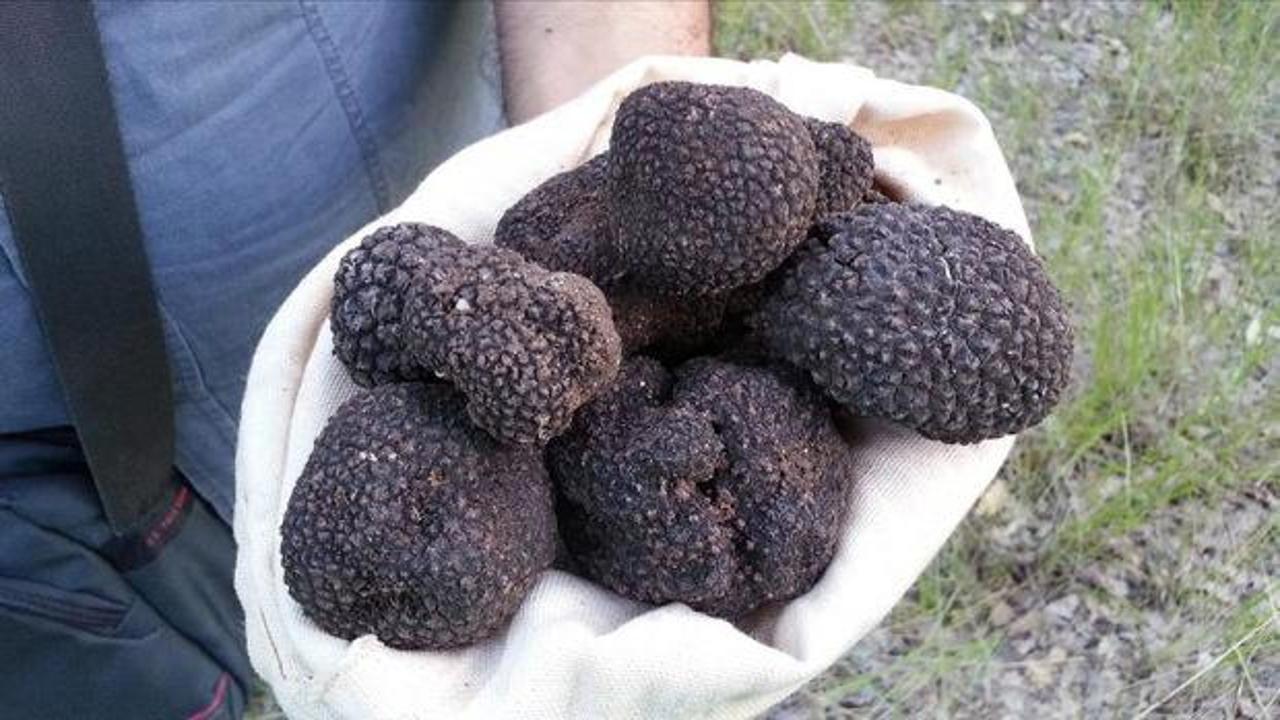 İtalya'yı bıraktı, serveti T&uuml;rkiye&rsquo;de buldu! kilosu 18 bin 500 TL!