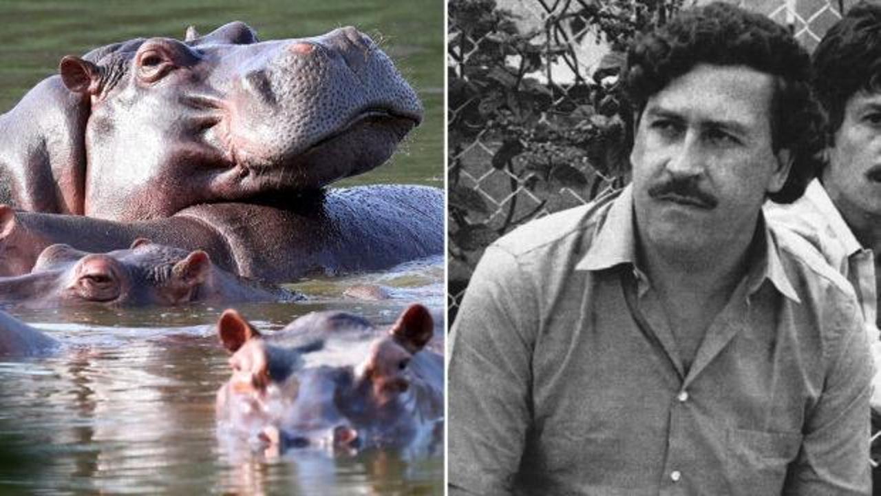 Kolombiya Escobar'ın su aygırlarını itlaf edecek
