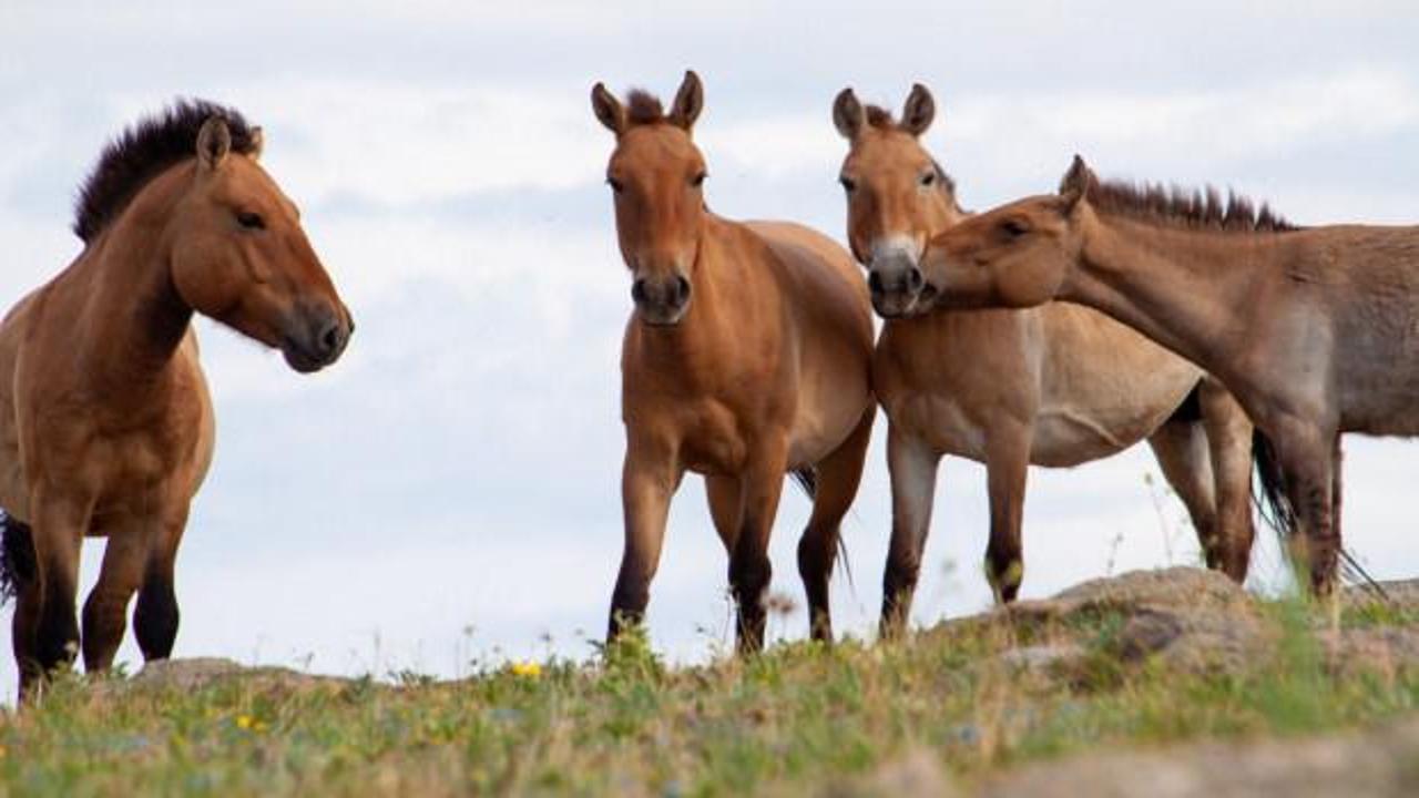 Nükleer facianın yaşandığı Çernobil'e getirilen 33 kromozomlu atlar hayatta kaldı