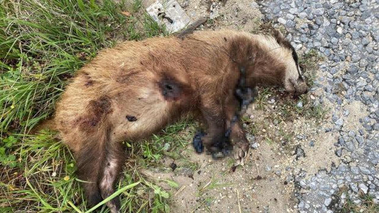 Aydın'da nesli t&uuml;kenmekte olan Avrupa porsuğu silahla vurularak katledildi