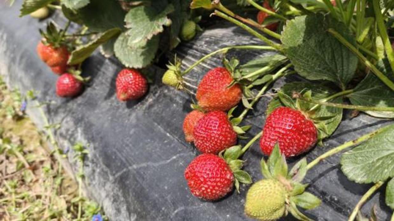 &Ccedil;ilek hasadı başladı: Kilosu 65 lira!