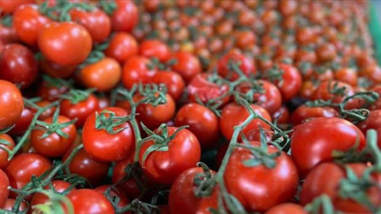 Elazığ&rsquo;da domates &uuml;retiminde yeni sezon başladı