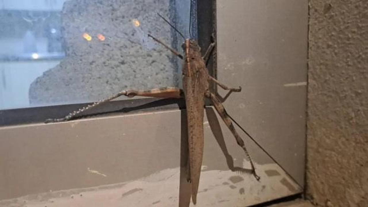 G&ouml;ren bir daha baktı! Boyutu şaşkınlık oluşturdu