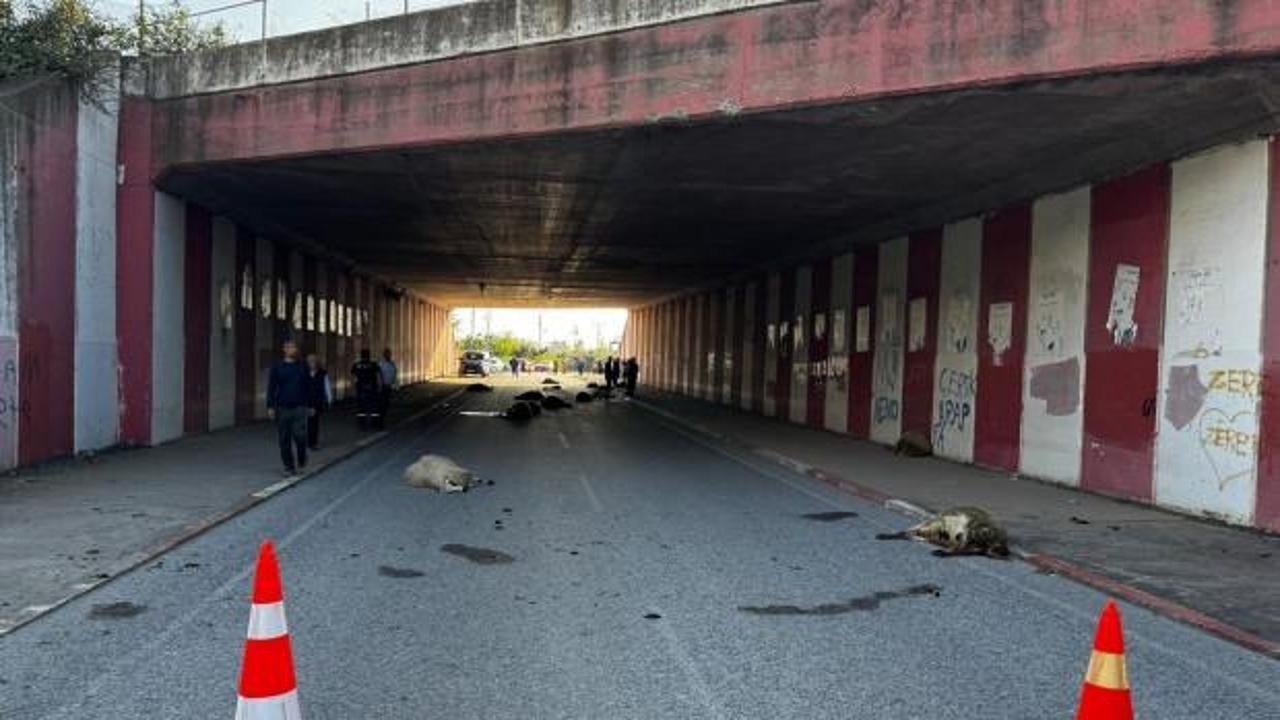 Hatay'da otomobilin &ccedil;arptığı s&uuml;r&uuml;deki 17 koyun &ouml;ld&uuml;
