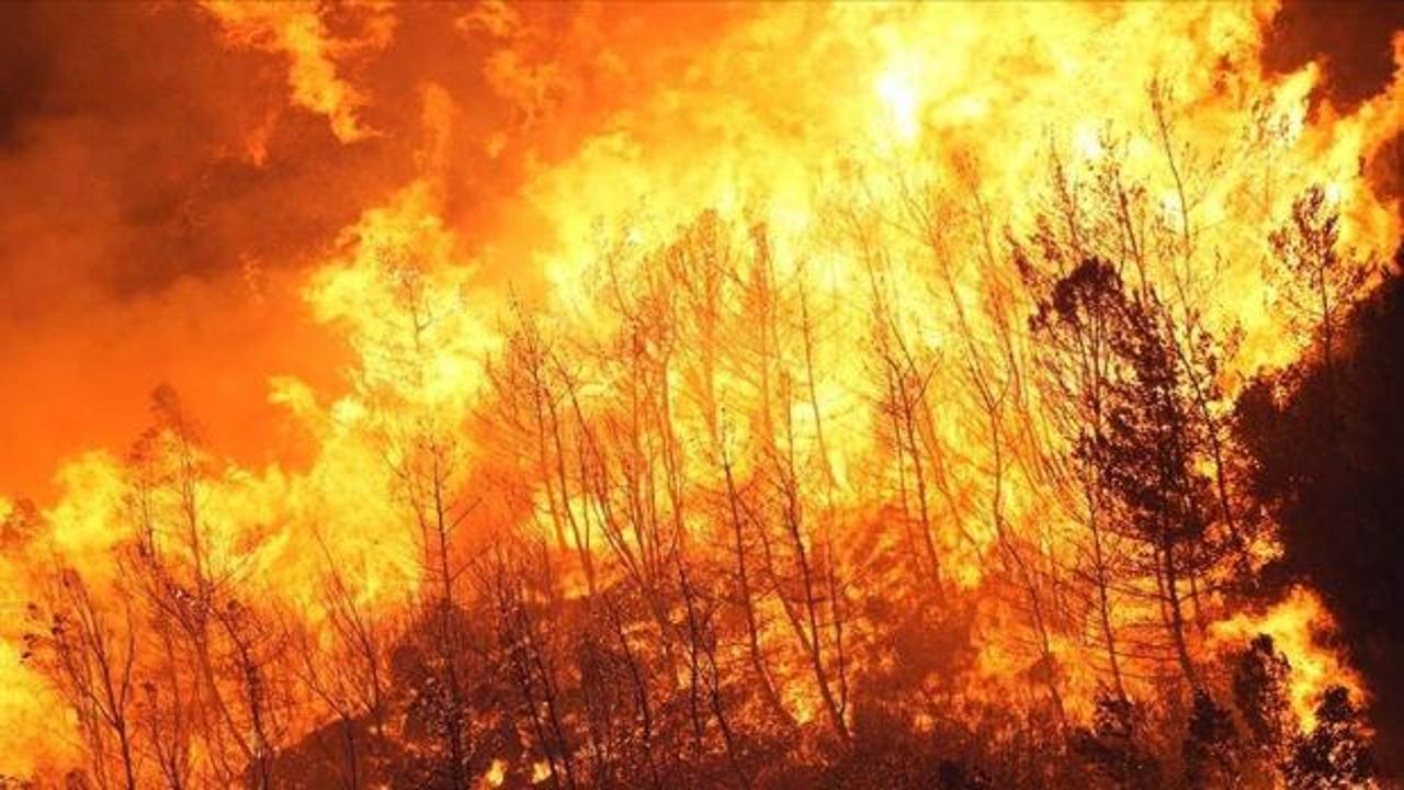 Japonya'nın Iwate Eyaletinde Orman Yangınları 200 Hektar Alanı Küle Döndürdü