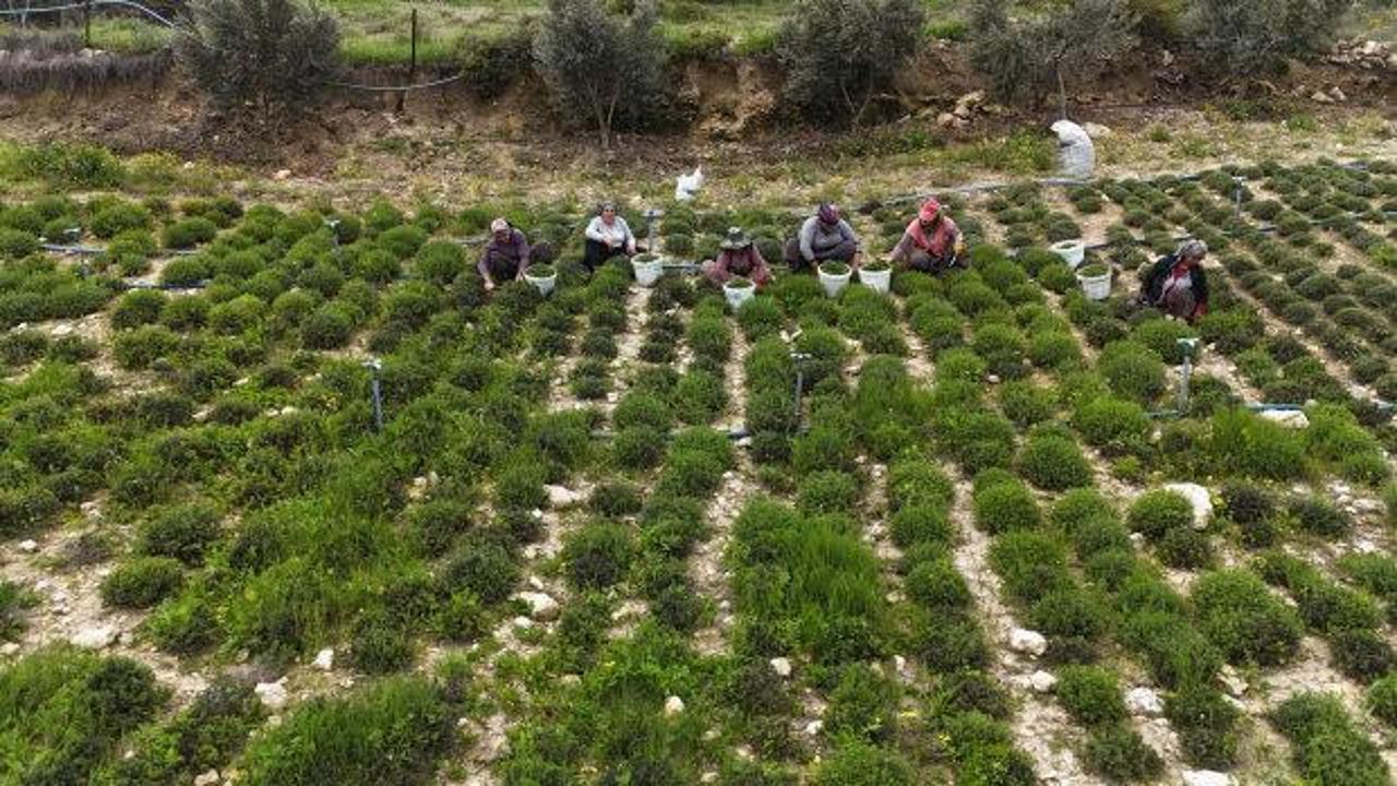 Kilogramı 400 TL'ye dayandı! &Ccedil;ift&ccedil;inin y&uuml;z&uuml;n&uuml; g&uuml;ld&uuml;re hasat