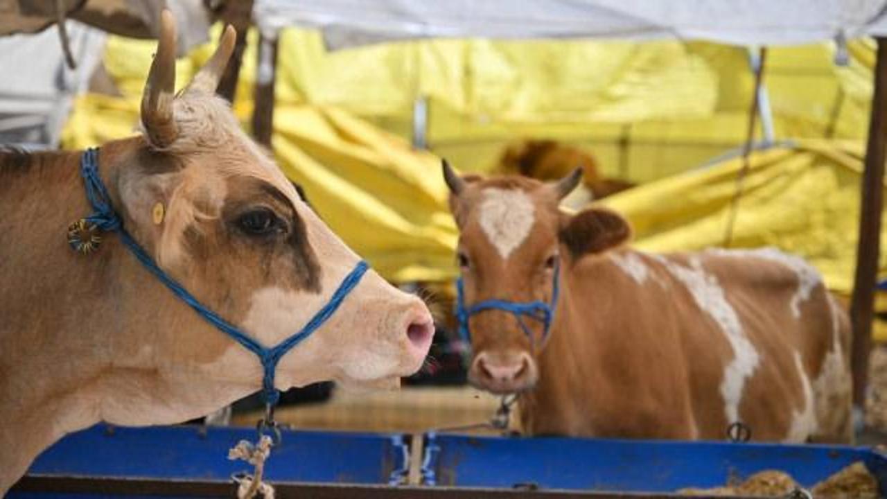 Kurban Bayramı &ouml;ncesi bakanlık d&uuml;ğmeye bastı! Tedbirler arttı, yeni d&ouml;nem başlıyor!