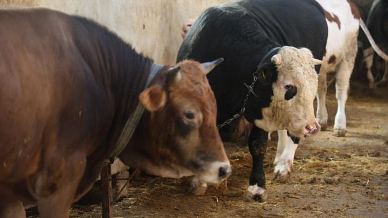 Kurban Bayramı Öncesi Fiyat Artışları ve Dolandırıcılık Uyarıları