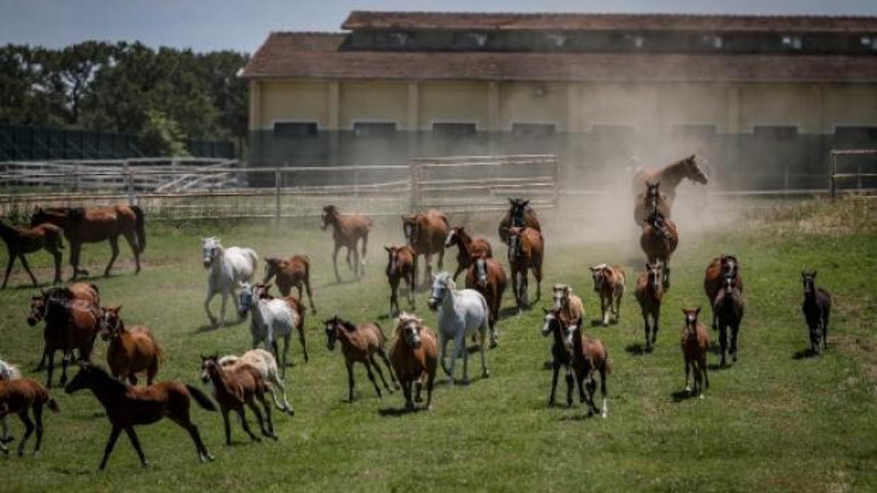 TİGEM'in 2026 yılı safkan Arap tay satış tarihleri belirlendi