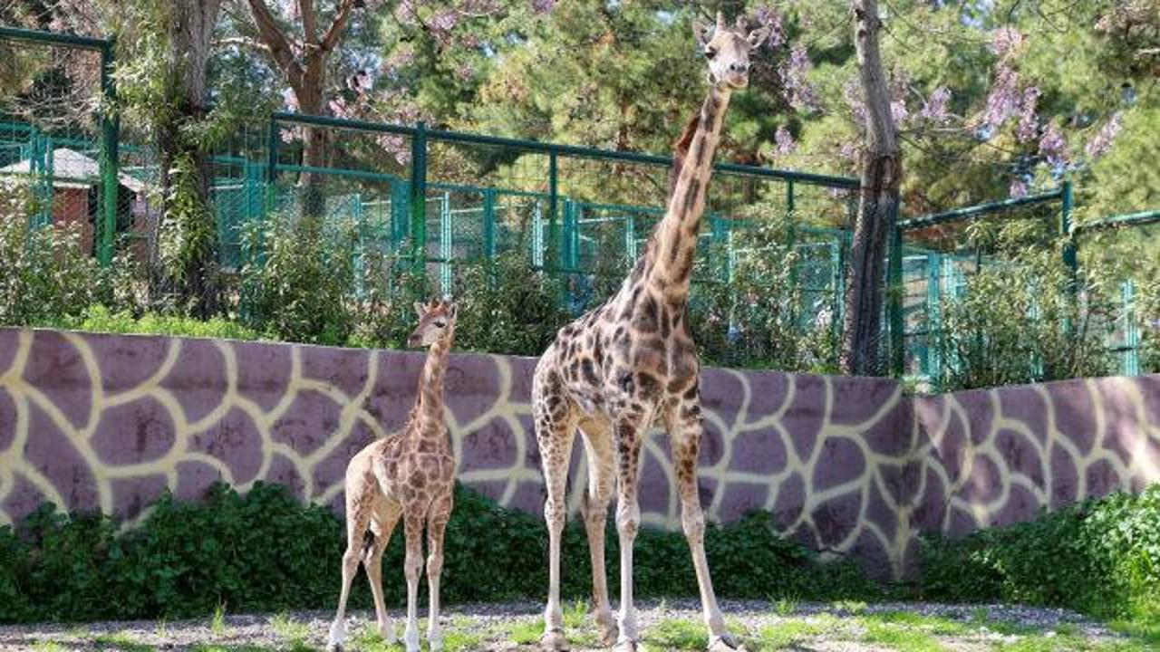 T&uuml;rkiye&rsquo;de bir ilk! Gaziantep&rsquo;te doğan z&uuml;rafa yavrusu b&uuml;y&uuml;k ilgi g&ouml;rd&uuml;