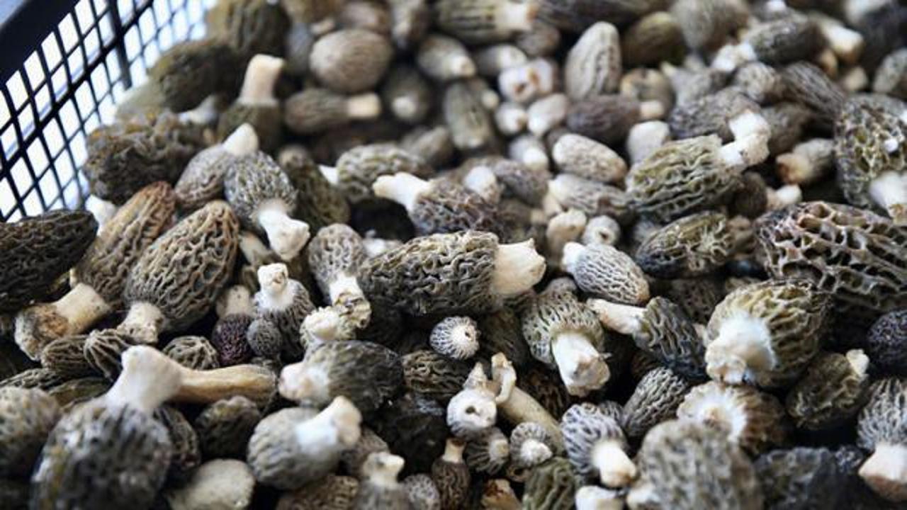 K&ouml;yl&uuml;ler dağlara akın etti! Toprağın altından "servet" &ccedil;ıkıyor