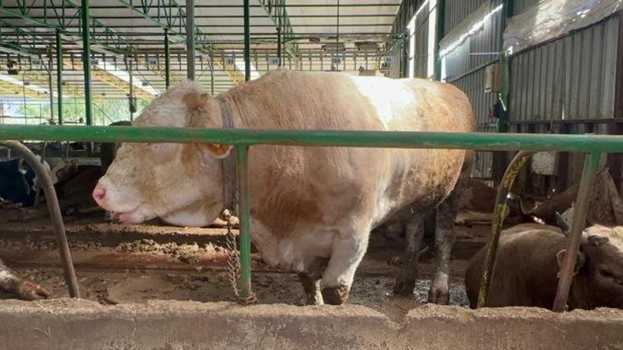 Bursalı besicinin tonluk boğayı sattığı fiyat şoke etti 