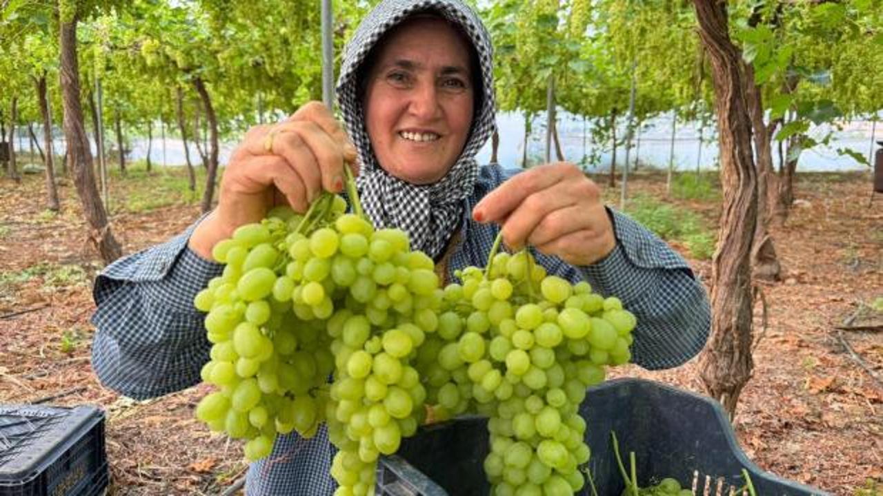 Mersin'de &uuml;reticinin y&uuml;z&uuml;nde g&uuml;ller a&ccedil;tıran hasat: Kilogramı 600 lira