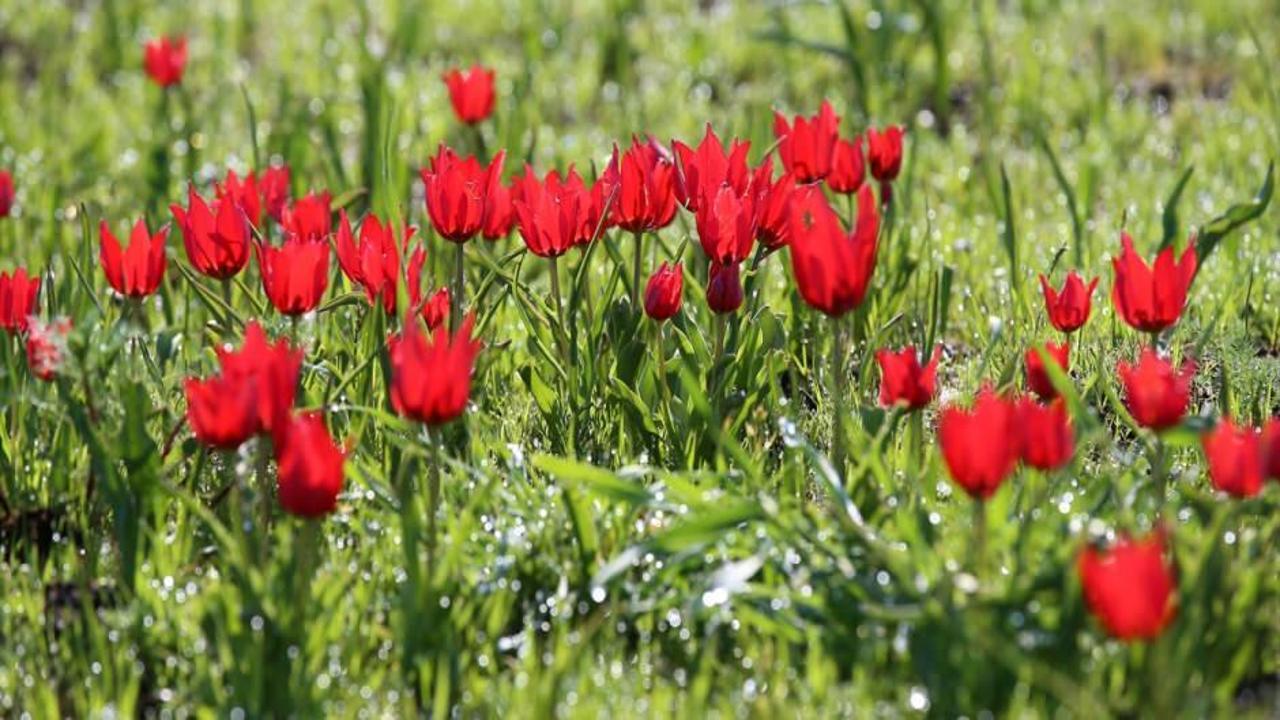 Muş Lalesi, Yabancı Fotoğrafçıların İlgi Odağı Olmaya Devam Ediyor
