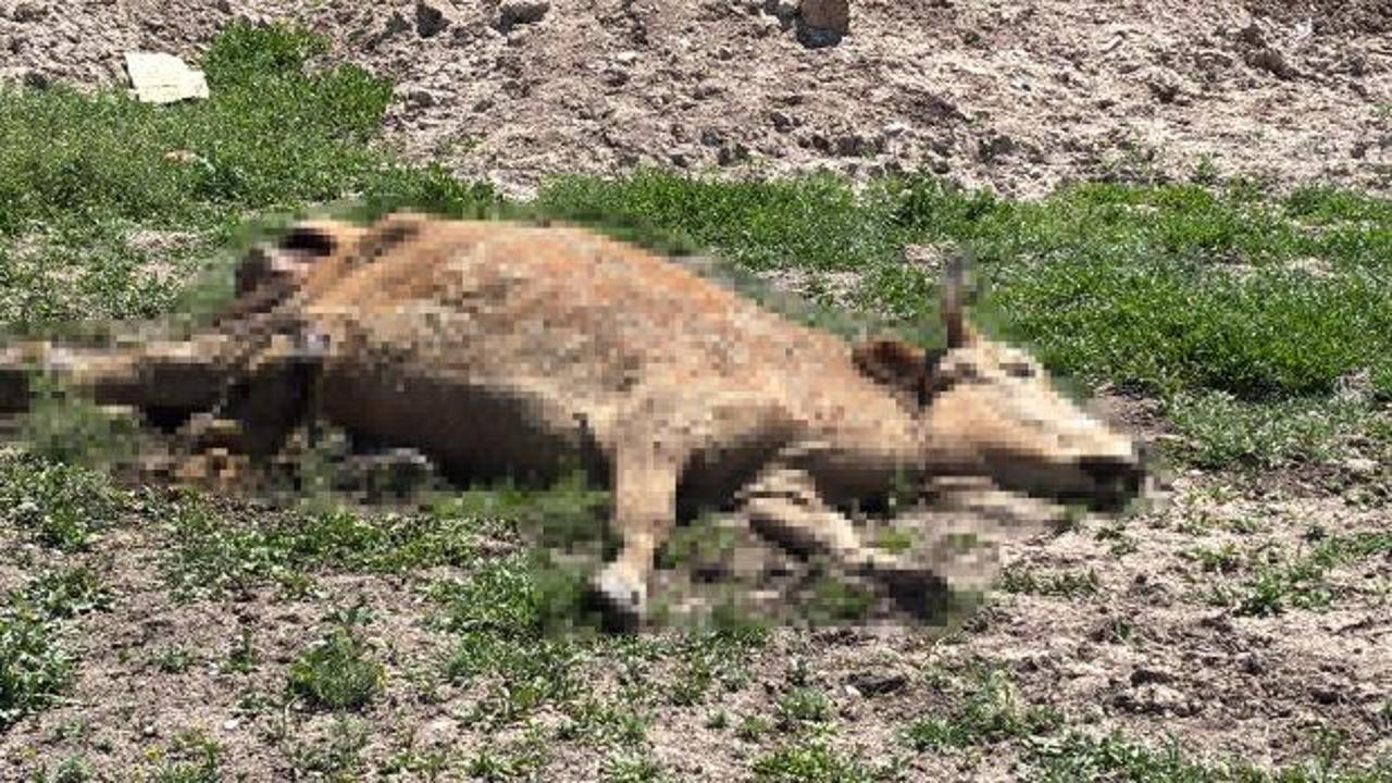 &Ouml;len hayvanlarını araziye atan besicilere cep yakan ceza 