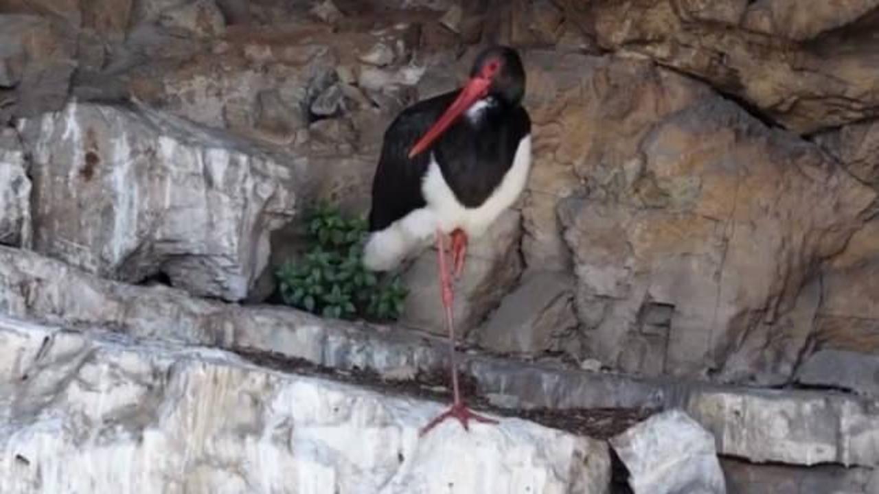 T&uuml;rkiye'de &ccedil;ok nadir g&ouml;r&uuml;len kara leylek kameraya yansıdı