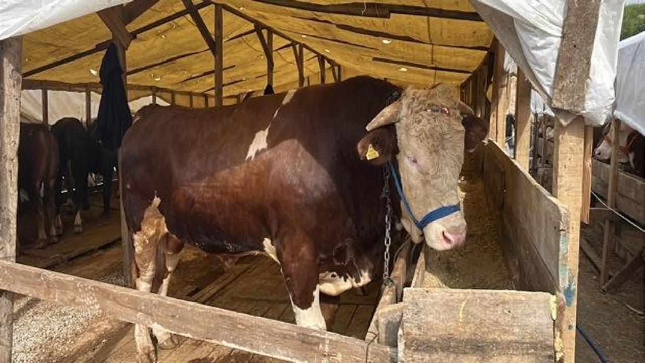 1 tonluk kurbanlık boğa &lsquo;Şampiyon&rsquo;, 420 bin TL&rsquo;den satışa &ccedil;ıkarıldı