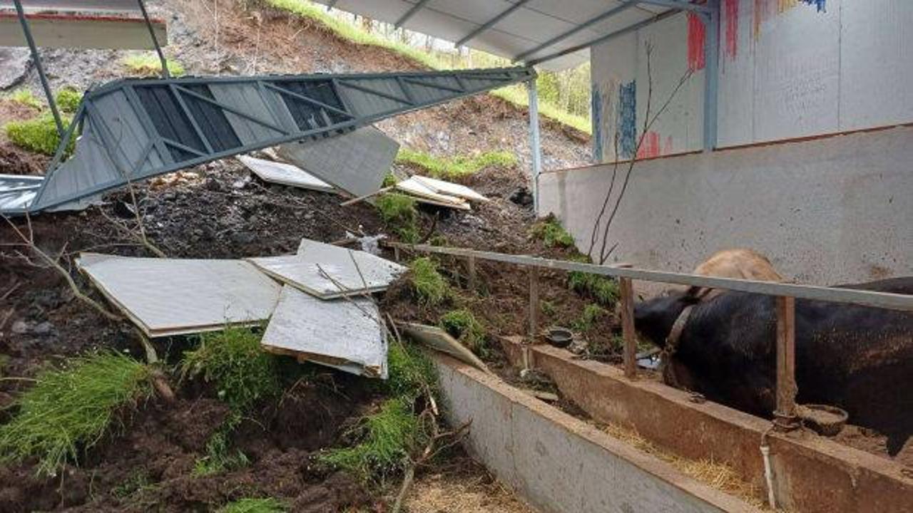 Bilecik'te toprak kayması! 3 b&uuml;y&uuml;kbaş hayvan telef oldu