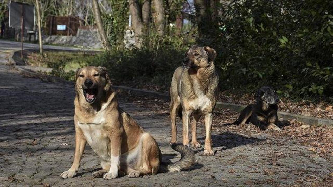 İstanbul Valisi G&uuml;l'den sahipsiz k&ouml;pek talimatı: Y&uuml;zde 46'sı toplandı! Belediyelere uyarı