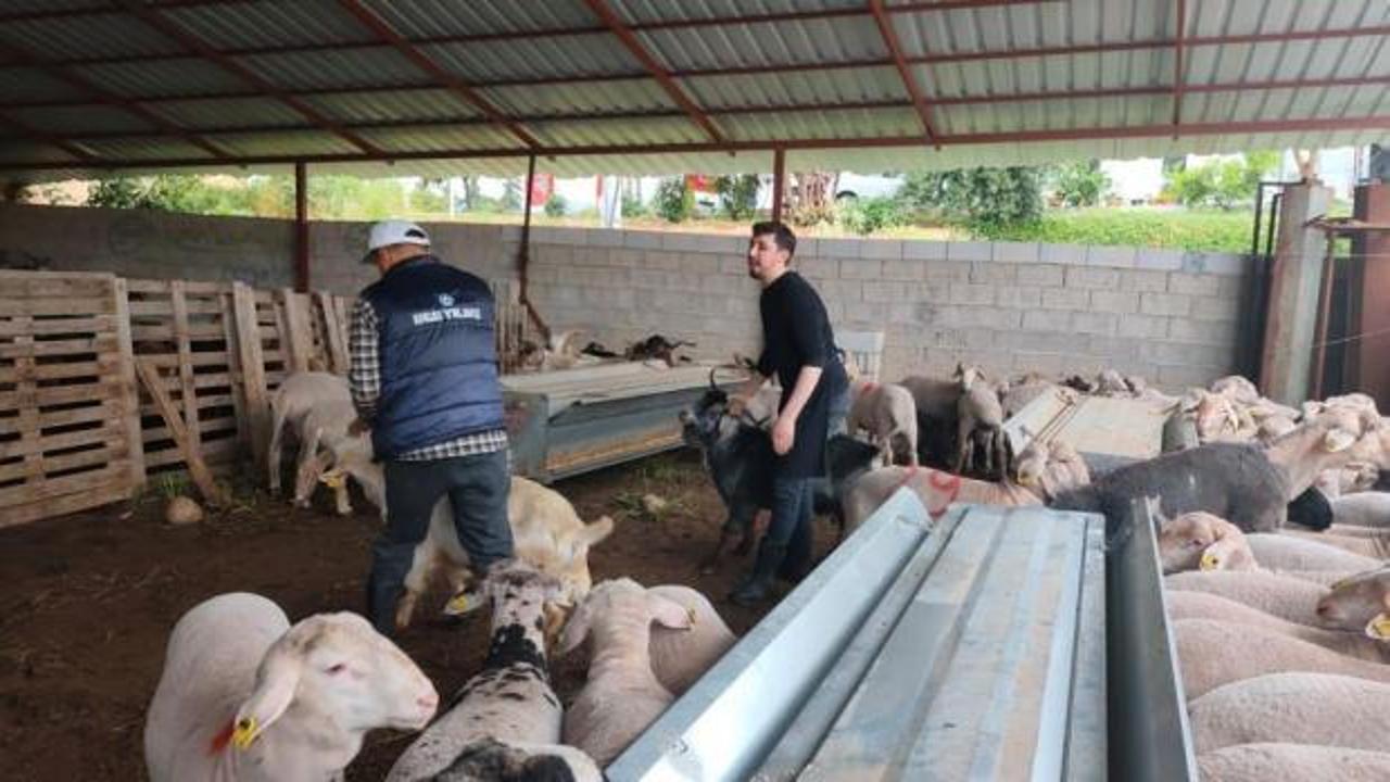 Kurbanlıklar satışa &ccedil;ıktı, pazarlıklar kızıştı