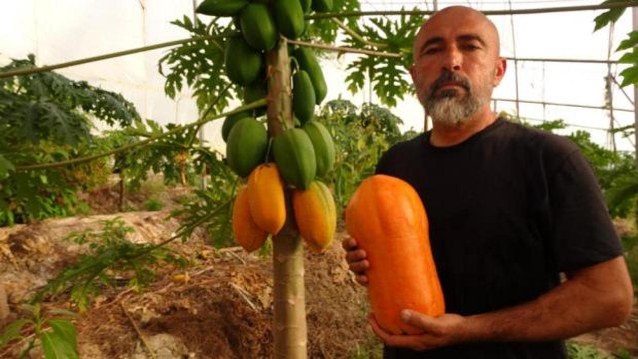 Tropikal meyvede hasat heyecanı! Kilosu 90 TL'ye kadar &ccedil;ıkıyor