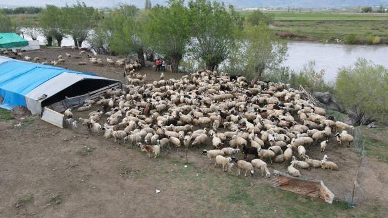 150 bin lira veren bulamamıştı: "&Ccedil;oban krizi" Afganistan&rsquo;dan &ccedil;&ouml;z&uuml;ld&uuml;!