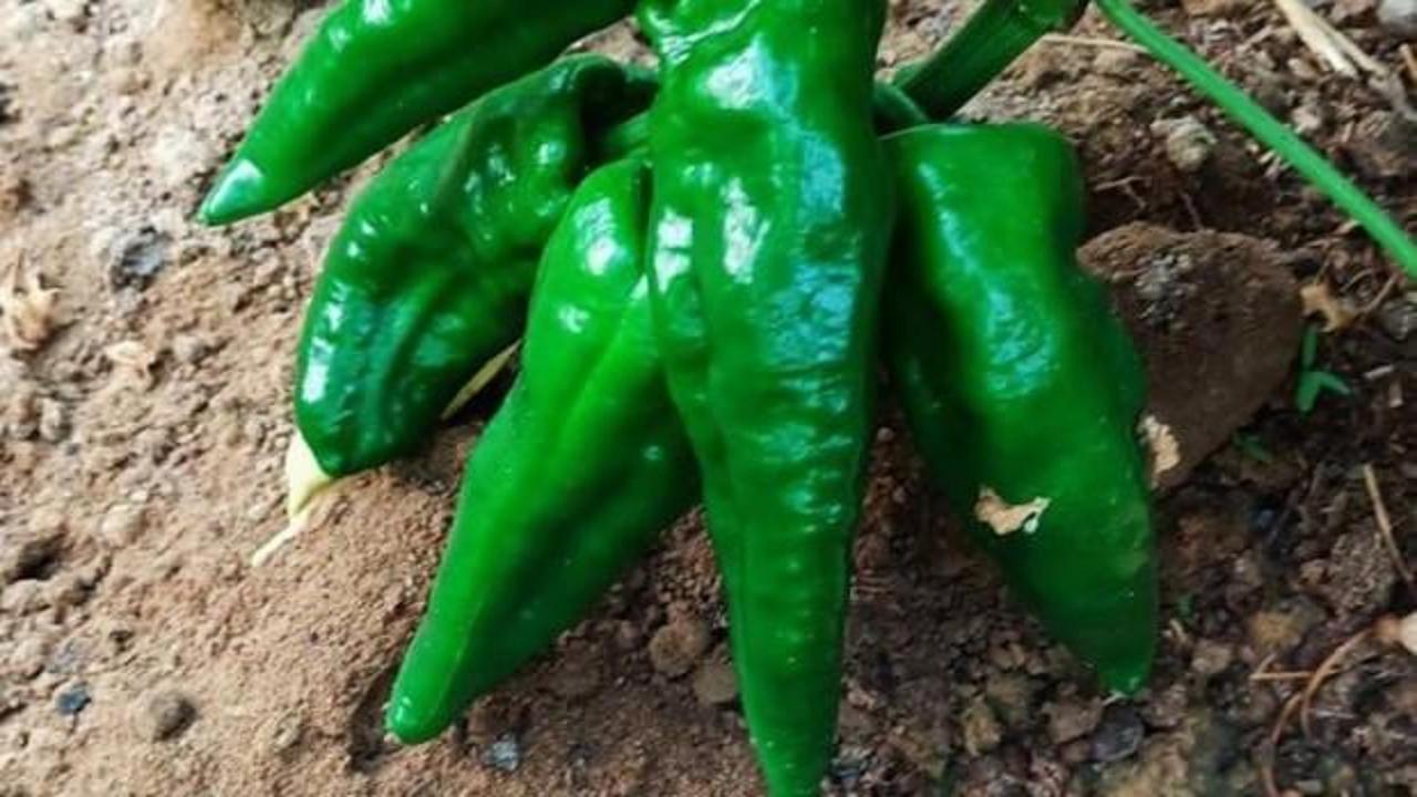 Ata tohumu Emcelli Biberi kilosu 400 TL'den satılıyor