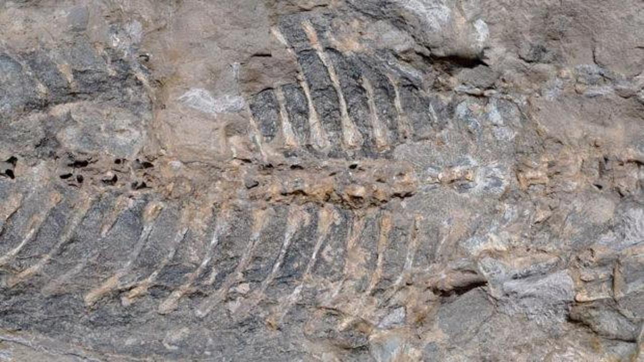 Bah&ccedil;e duvarı i&ccedil;in alınan taştan 240 milyon yıllık fosil &ccedil;ıktı